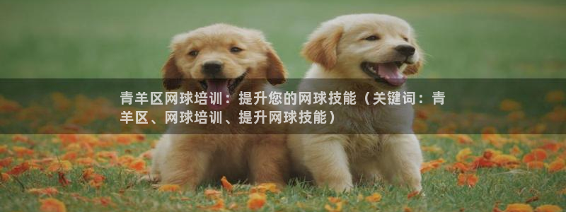 欧陆娱乐app攻略下载：青羊区网球培训：提升您的网球